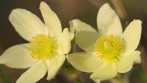 Close-up video of spring-flowering pasque Pulsatilla flowers in the pine forest Stock Footage 196069742