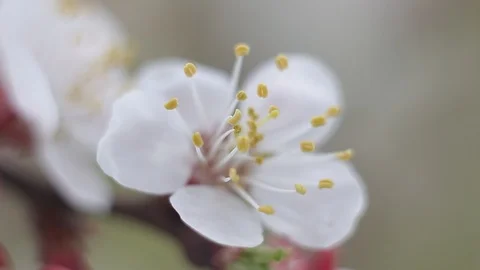 Close up video of spring tender apricot cherry blossom sway in the wind Stock Footage 107272623