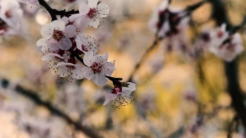 Close up video of spring tender apricot cherry blossom sway in the wind. Stock Footage 127698110