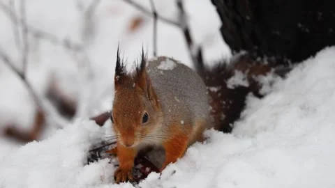 Close-up video of a squirrel. Captured in 4K ultra HD. Stock Footage 321746562