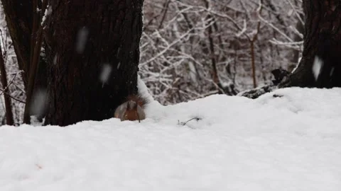 Close-up video of a squirrel. Captured in 4K ultra HD. Stock Footage 321746565