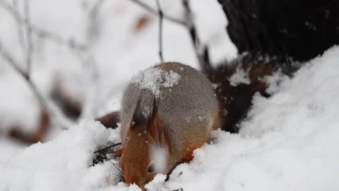 Close-up video of a squirrel. Captured in 4K ultra HD. Stock Footage 321746569