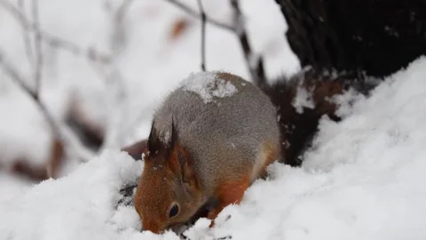 Close-up video of a squirrel. Captured in 4K ultra HD. Stock Footage 321746572