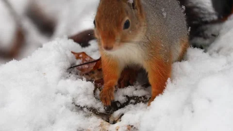 Close-up video of a squirrel. Captured in 4K ultra HD. Stock Footage 321746575
