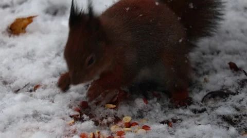 Close-up video of a squirrel. Captured in 4K ultra HD. Stock Footage 321746578