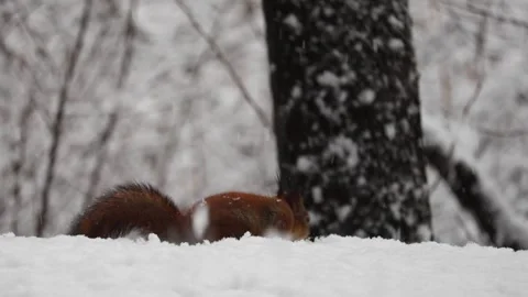 Close-up video of a squirrel. Captured in 4K ultra HD. Stock Footage 321746584
