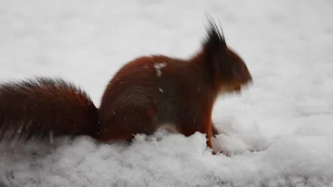 Close-up video of a squirrel. Captured in 4K ultra HD. Stock Footage 321746588