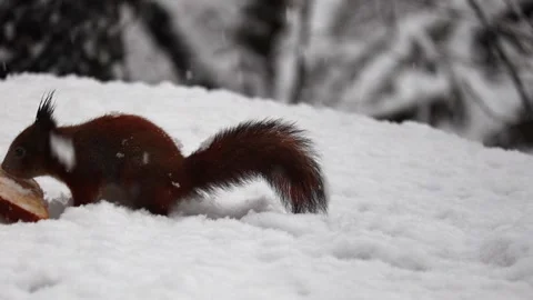Close-up video of a squirrel. Captured in 4K ultra HD. Stock Footage 321746600