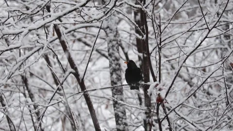Close-up video of a squirrel. Captured in 4K ultra HD. Video stock 321746603