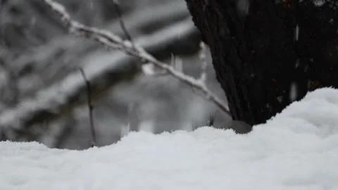 Close-up video of a squirrel. Captured in 4K ultra HD. Stock Footage 321746607