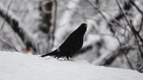 Close-up video of a squirrel. Captured in 4K ultra HD. Stock Footage 321746609