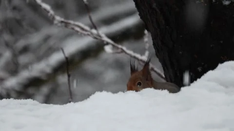 Close-up video of a squirrel. Captured in 4K ultra HD. Stock Footage 321746610