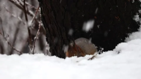 Close-up video of a squirrel. Captured in 4K ultra HD. Stock Footage 321746612