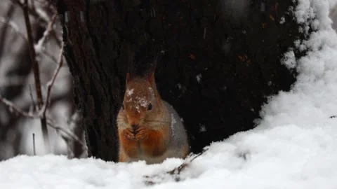 Close-up video of a squirrel. Captured in 4K ultra HD. Stock Footage 321746614