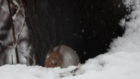 Close-up video of a squirrel. Captured in 4K ultra HD. Stock Footage 321746623