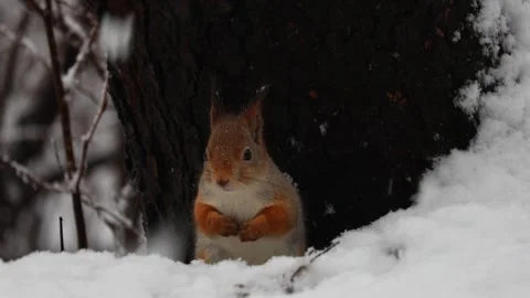 Close-up video of a squirrel. Captured in 4K ultra HD. Stock Footage 321746625
