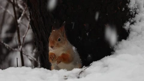Close-up video of a squirrel. Captured in 4K ultra HD. Stock-Footage 321746636