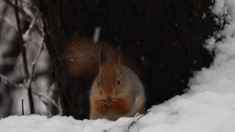 Close-up video of a squirrel. Captured in 4K ultra HD. Stock Footage 321746637