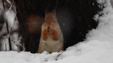 Close-up video of a squirrel. Captured in 4K ultra HD. Stock Footage 321746640