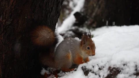 Close-up video of a squirrel. Captured in 4K ultra HD. Stock Footage 321746648