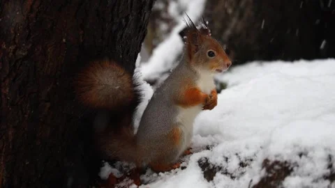 Close-up video of a squirrel. Captured in 4K ultra HD. Stock Footage 321746649