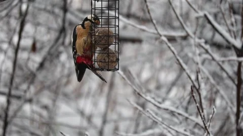 Close-up video of a squirrel. Captured in 4K ultra HD. Stock Footage 321746679