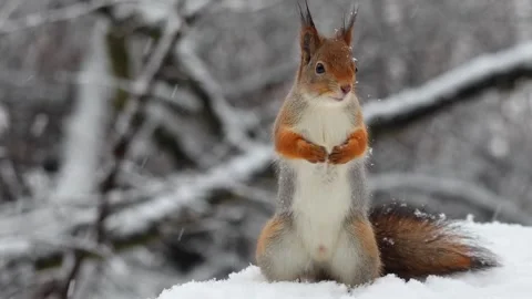 Close-up video of a squirrel. Captured in 4K ultra HD. Stock Footage 321746683