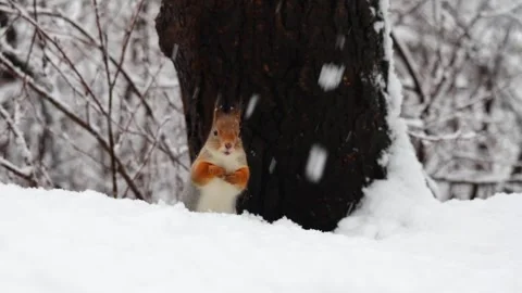 Close-up video of a squirrel. Captured in 4K ultra HD. Stock Footage 321746688
