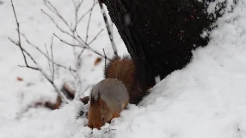 Close-up video of a squirrel. Captured in 4K ultra HD. Stock Footage 321746692