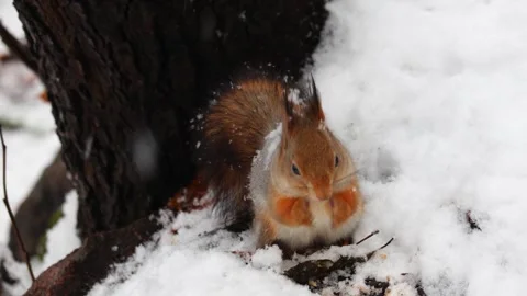 Close-up video of a squirrel. Captured in 4K ultra HD. Stock Footage 321746698