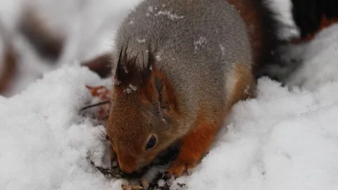 Close-up video of a squirrel. Captured in 4K ultra HD. Stock Footage 321746701