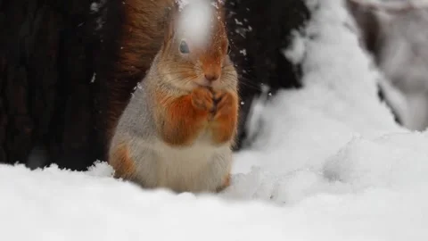 Close-up video of a squirrel. Captured in 4K ultra HD. Stock Footage 321746722