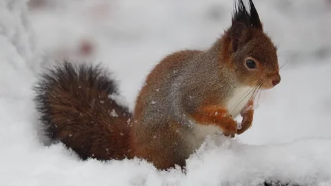 Close-up video of a squirrel. Captured in 4K ultra HD. Stock Footage 321746733