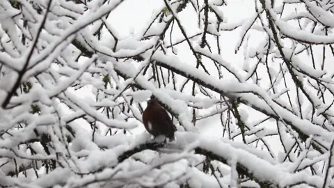 Close-up video of a squirrel. Captured in 4K ultra HD. Stock Footage 321746736