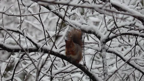 Close-up video of a squirrel. Captured in 4K ultra HD. Stock Footage 321746741