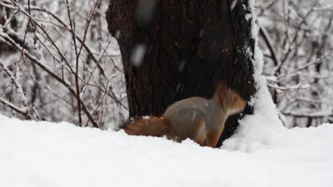 Close-up video of a squirrel. Captured in 4K ultra HD. Stock Footage 321746769