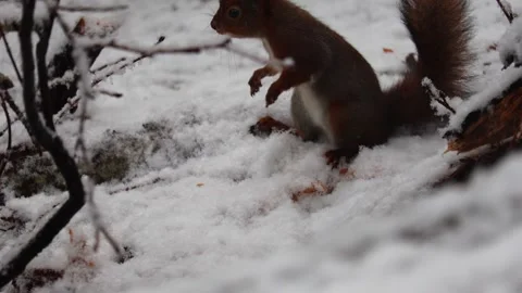 Close-up video of a squirrel. Captured in 4K ultra HD. Stock Footage 321746772