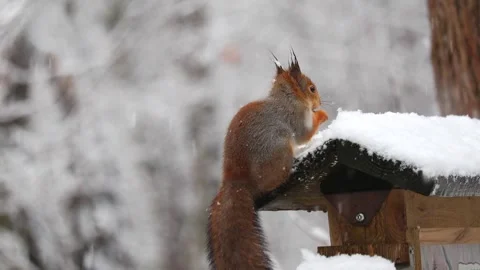 Close-up video of a squirrel. Captured in 4K ultra HD. Stock Footage 321746791