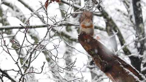 Close-up video of a squirrel. Captured in 4K ultra HD. Stock Footage 321746803