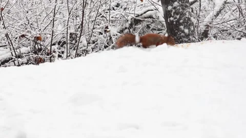 Close-up video of a squirrel. Captured in 4K ultra HD. Stock Footage 321746816