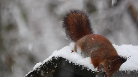 Close-up video of a squirrel. Captured in 4K ultra HD. Stock Footage 321746825