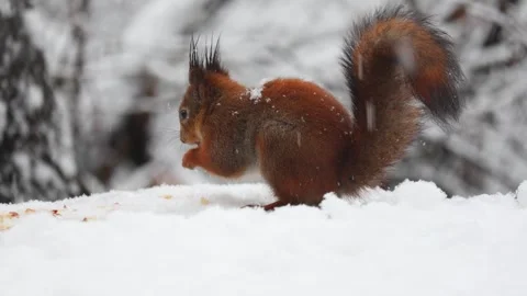 Close-up video of a squirrel. Captured in 4K ultra HD. Stock Footage 321746837