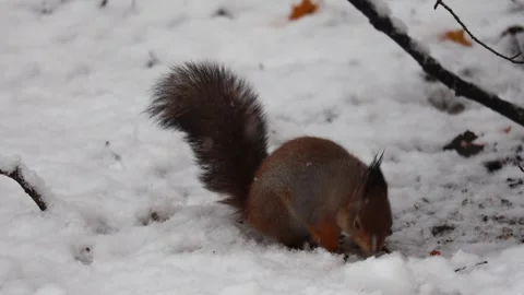 Close-up video of a squirrel. Captured in 4K ultra HD. Stock Footage 321746838