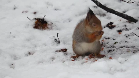 Close-up video of a squirrel. Captured in 4K ultra HD. Stock Footage 321746846
