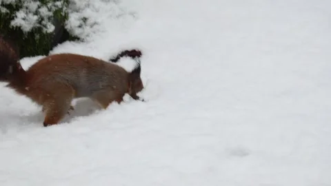 Close-up video of a squirrel. Captured in 4K ultra HD. Stock Footage 321746847