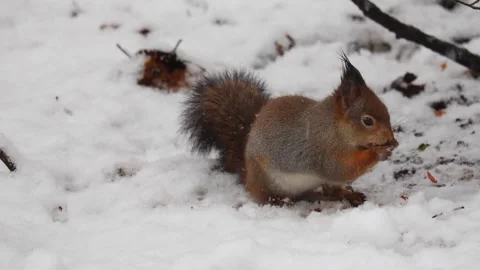 Close-up video of a squirrel. Captured in 4K ultra HD. Stock Footage 321746854