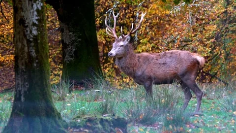 Close-up Video of a Stag in Autumn Forest Stock Footage 320238322