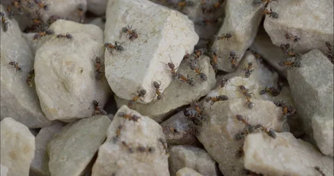 Close-up video of a stone surface with many tiny ants moving around. Vídeos de archivo 295772816