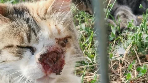 Close-up video of a stray cat seriously injured in the muzzle Stock Footage 247073815
