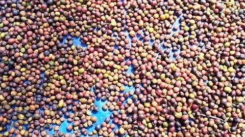 Close-up video of a stretch of selected robusta coffee beans being sun-dried. Vidéo 339304264